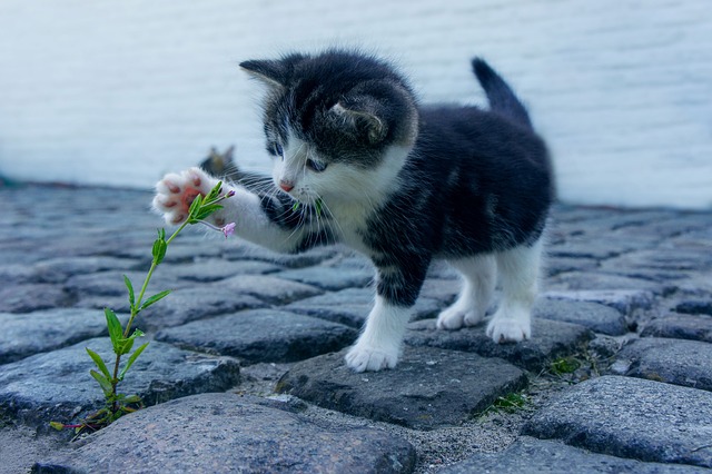 Den store guide til at dyrke katteurt: Sådan får du glade katte i haven
